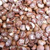 Betelnuts